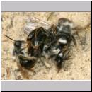 Andrena vaga - Weiden-Sandbiene -13- 02.jpg